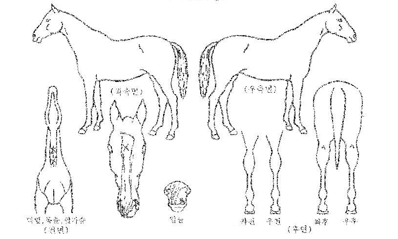 ½º¸¶Æ®¹ðÅ©ÀÇ Ãø¸é,¿ì¸é,µÞ¸é,µÎ»ó,´Ù¸®ÀÇ Æ¯Â¡µµÇØ