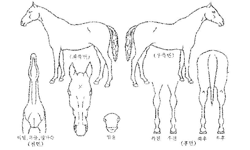 ���ϱ;��� ����,���,�޸�,�λ�,�ٸ��� Ư¡����