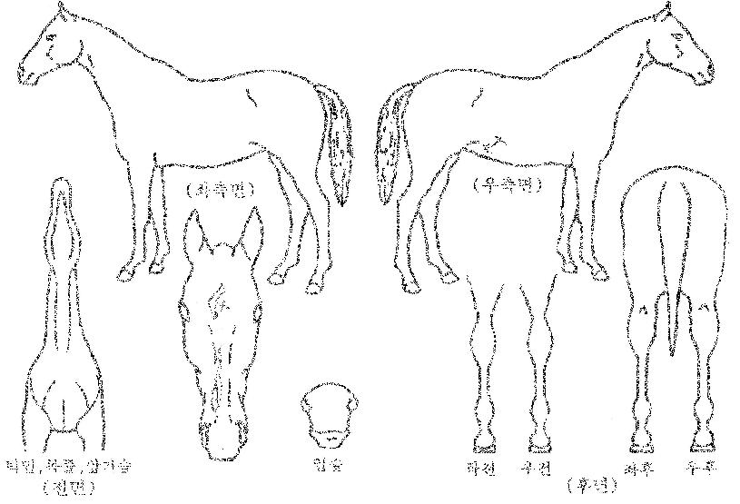 ������ ����,���,�޸�,�λ�,�ٸ��� Ư¡����