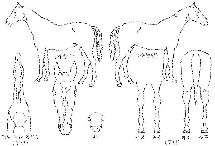 ����Ʈ���� ����,���,�޸�,�λ�,�ٸ��� Ư¡����