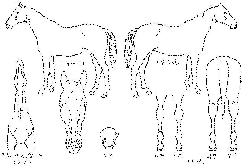 �ϴÿ��̽��� ����,���,�޸�,�λ�,�ٸ��� Ư¡����