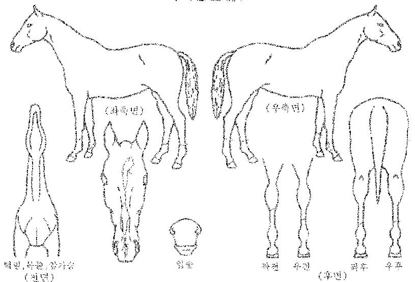 ¸¶¹ýÀÇÁúÁÖÀÇ Ãø¸é,¿ì¸é,µÞ¸é,µÎ»ó,´Ù¸®ÀÇ Æ¯Â¡µµÇØ