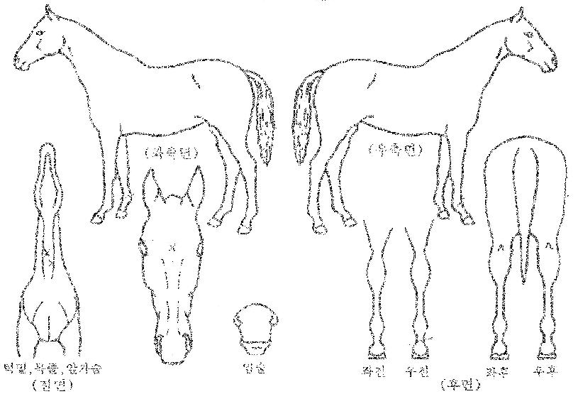 ¼±º¼Æ®ÀÇ Ãø¸é,¿ì¸é,µÞ¸é,µÎ»ó,´Ù¸®ÀÇ Æ¯Â¡µµÇØ