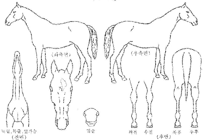 ½©½ºÅ¸ÀÇ Ãø¸é,¿ì¸é,µÞ¸é,µÎ»ó,´Ù¸®ÀÇ Æ¯Â¡µµÇØ