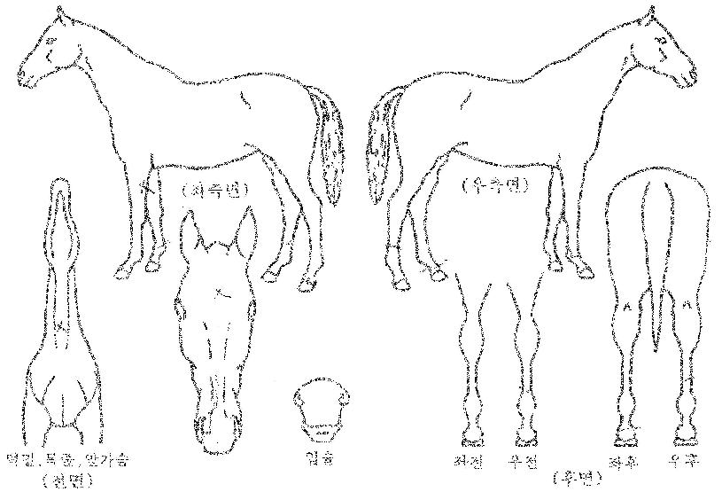 �����Ʈ����Ʈ�ڸ��� ����,���,�޸�,�λ�,�ٸ��� Ư¡����