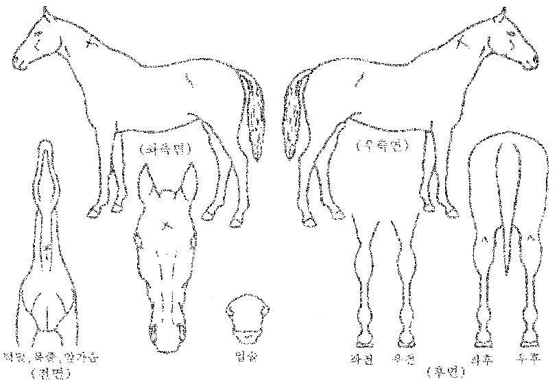 ���ο�ĸƾ�� ����,���,�޸�,�λ�,�ٸ��� Ư¡����