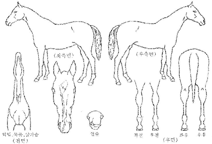 ½ºÇǵåĸƾÀÇ Ãø¸é,¿ì¸é,µÞ¸é,µÎ»ó,´Ù¸®ÀÇ Æ¯Â¡µµÇØ