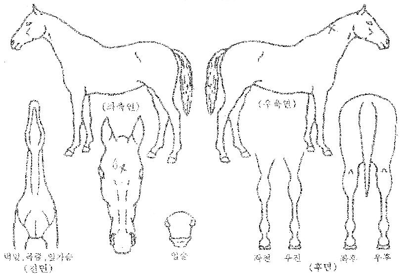 ºÒÀÇ°í¸®ÀÇ Ãø¸é,¿ì¸é,µÞ¸é,µÎ»ó,´Ù¸®ÀÇ Æ¯Â¡µµÇØ