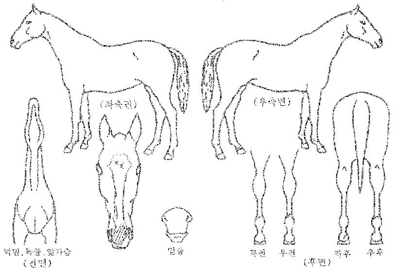 �ľִ��ڸ��� ����,���,�޸�,�λ�,�ٸ��� Ư¡����