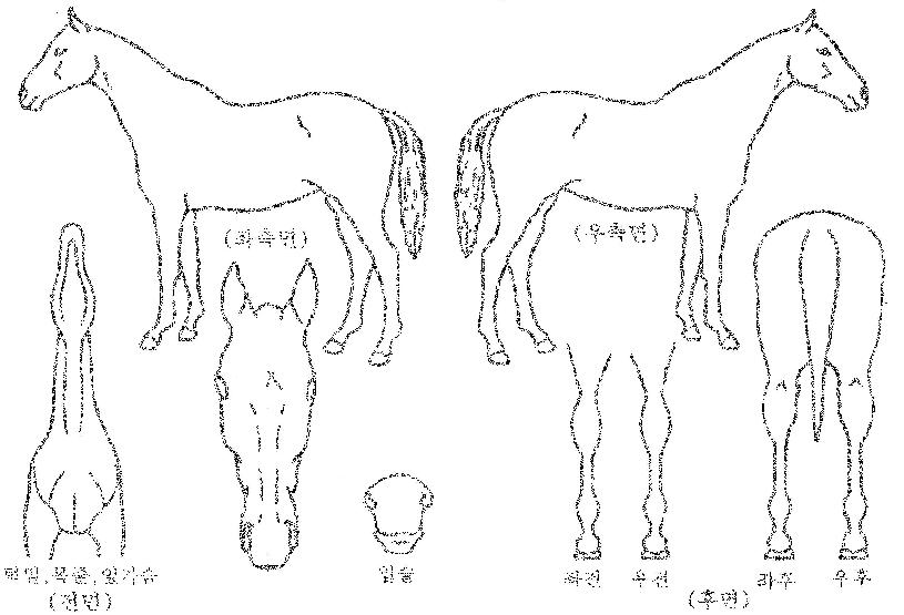 �и������ڸ��� ����,���,�޸�,�λ�,�ٸ��� Ư¡����