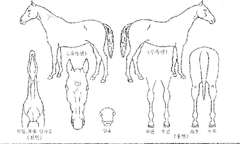 �������� ����,���,�޸�,�λ�,�ٸ��� Ư¡����