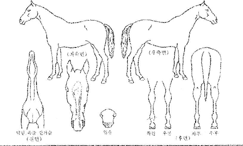 �����̷ε��� ����,���,�޸�,�λ�,�ٸ��� Ư¡����