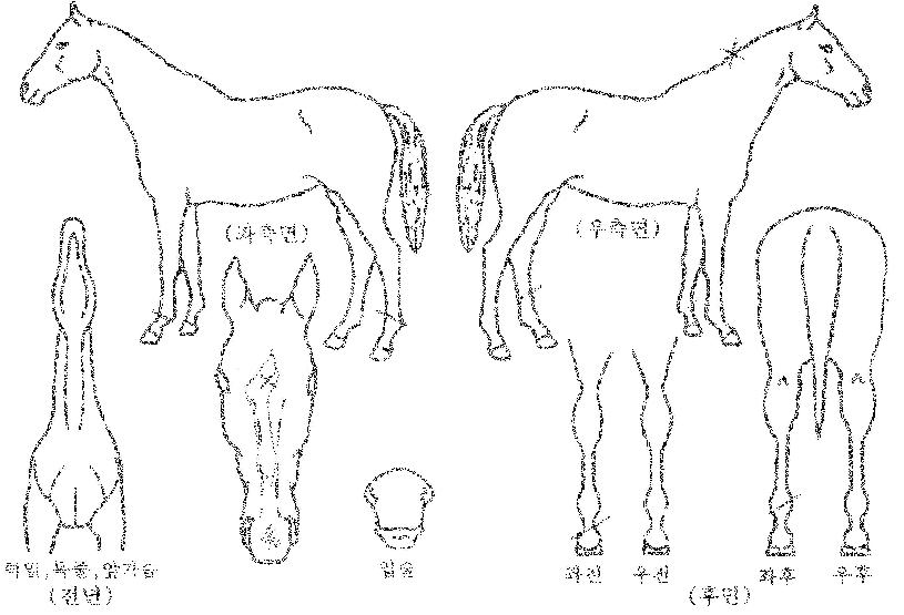 ����������ڸ��� ����,���,�޸�,�λ�,�ٸ��� Ư¡����