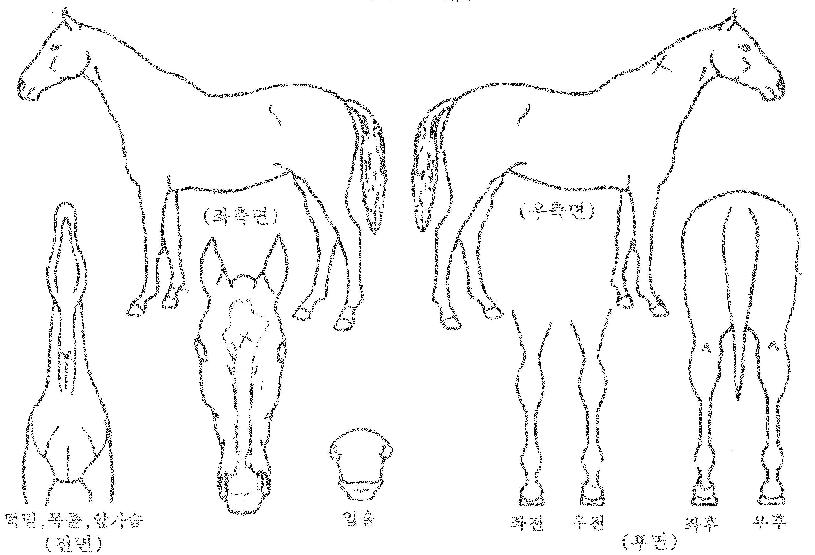ƼÁîÆÄ¿öÀÇ Ãø¸é,¿ì¸é,µÞ¸é,µÎ»ó,´Ù¸®ÀÇ Æ¯Â¡µµÇØ
