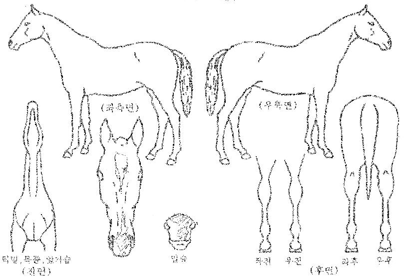 ��´����� ����,���,�޸�,�λ�,�ٸ��� Ư¡����