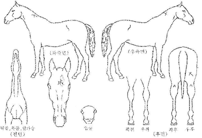 Ä«ÅõÀÇ Ãø¸é,¿ì¸é,µÞ¸é,µÎ»ó,´Ù¸®ÀÇ Æ¯Â¡µµÇØ