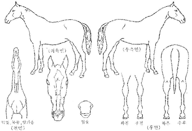 �Ϻ��� ����,���,�޸�,�λ�,�ٸ��� Ư¡����