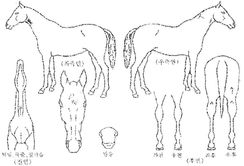 ¯´ëÀÇ Ãø¸é,¿ì¸é,µÞ¸é,µÎ»ó,´Ù¸®ÀÇ Æ¯Â¡µµÇØ