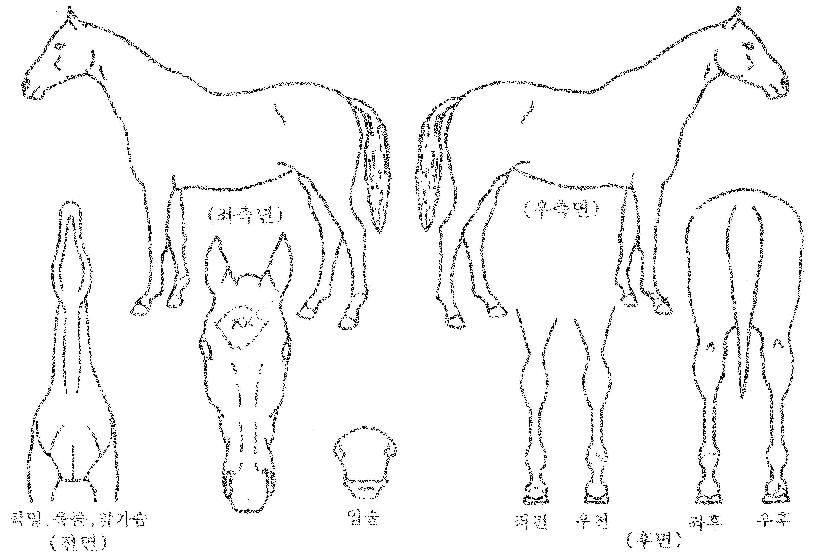 ½Å¼¼°èÁúÁÖÀÇ Ãø¸é,¿ì¸é,µÞ¸é,µÎ»ó,´Ù¸®ÀÇ Æ¯Â¡µµÇØ