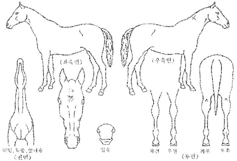 ´ÙÀ̳ª¹Í·±ÀÇ Ãø¸é,¿ì¸é,µÞ¸é,µÎ»ó,´Ù¸®ÀÇ Æ¯Â¡µµÇØ