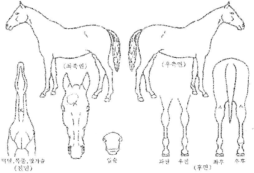 �����Ǻ��ڸ��� ����,���,�޸�,�λ�,�ٸ��� Ư¡����