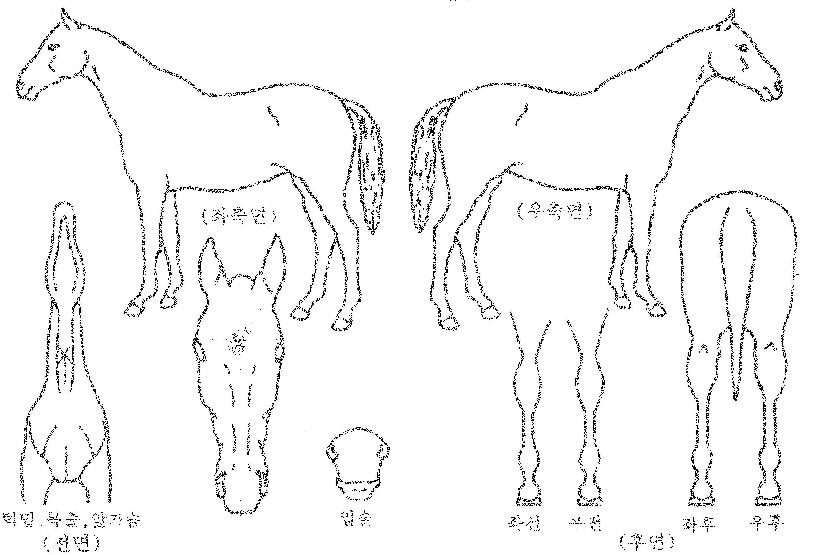 ¸Ó¶óÀ̾ðÀÇ Ãø¸é,¿ì¸é,µÞ¸é,µÎ»ó,´Ù¸®ÀÇ Æ¯Â¡µµÇØ