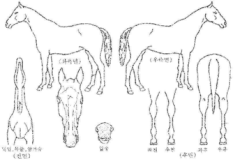 ����Ʈ���̽��� ����,���,�޸�,�λ�,�ٸ��� Ư¡����