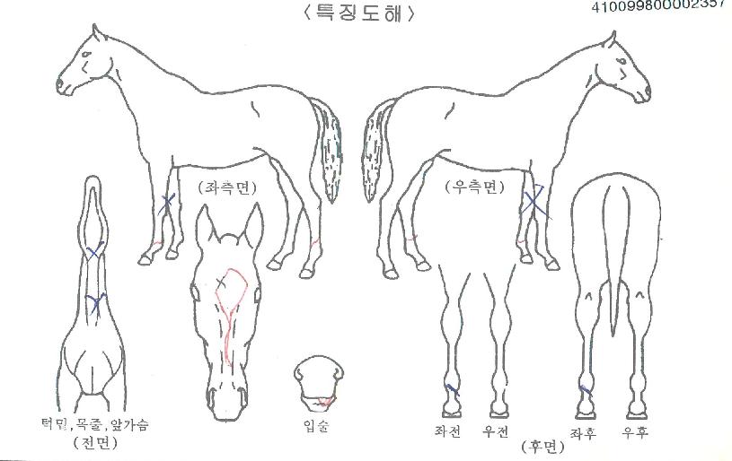 �Ƴʷ����� ����,���,�޸�,�λ�,�ٸ��� Ư¡����