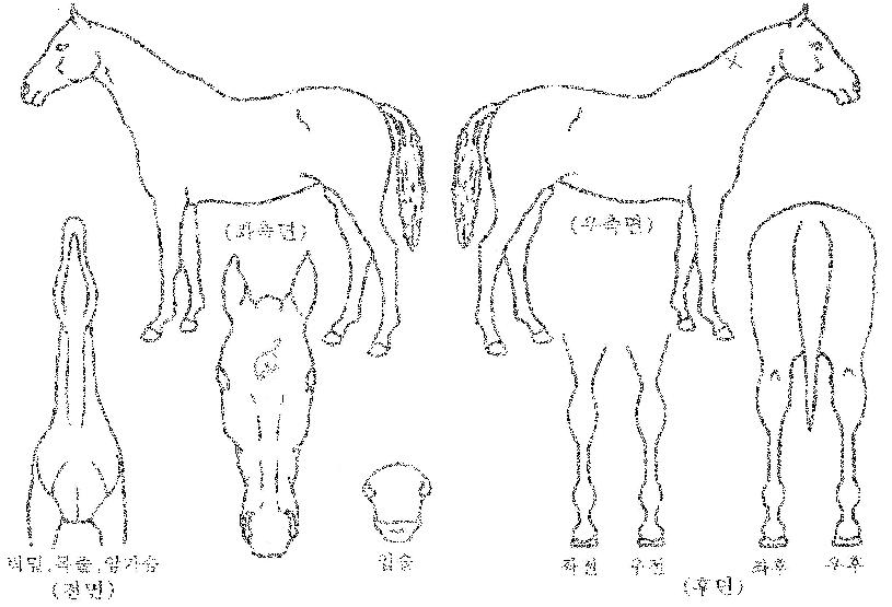 ����帲�� ����,���,�޸�,�λ�,�ٸ��� Ư¡����