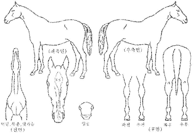 ���ǰ���Ʈ�� ����,���,�޸�,�λ�,�ٸ��� Ư¡����