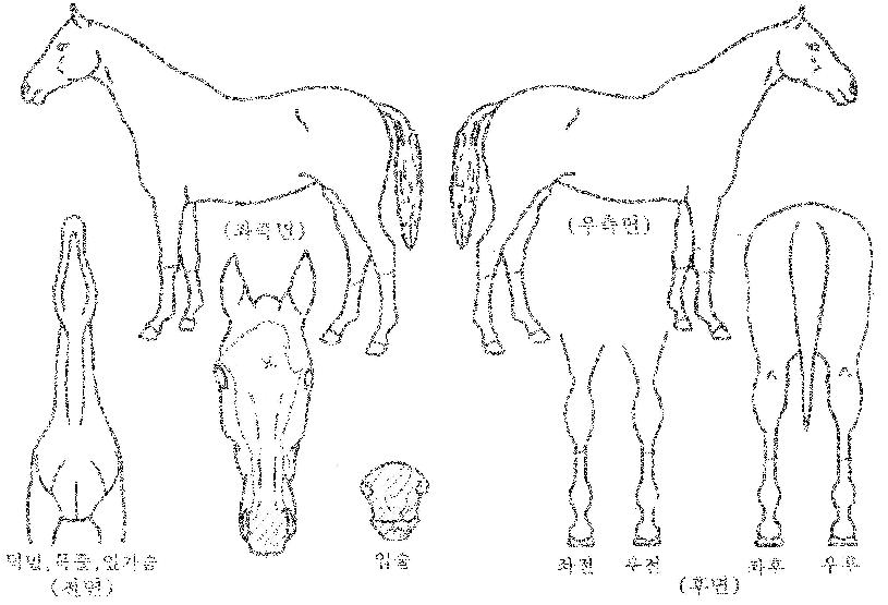 ¾ÆÀÌĵ½º¸¶ÀÏÀÇ Ãø¸é,¿ì¸é,µÞ¸é,µÎ»ó,´Ù¸®ÀÇ Æ¯Â¡µµÇØ