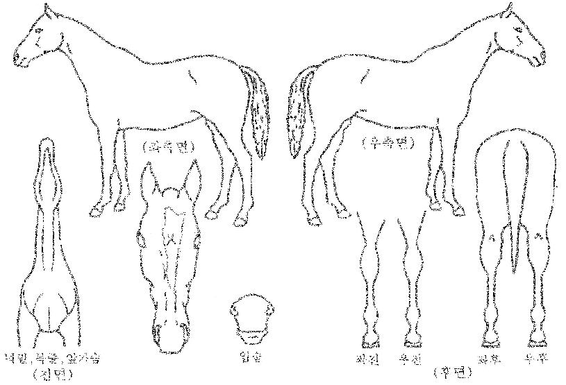 ÇÑÀϵ帲ÀÇ Ãø¸é,¿ì¸é,µÞ¸é,µÎ»ó,´Ù¸®ÀÇ Æ¯Â¡µµÇØ
