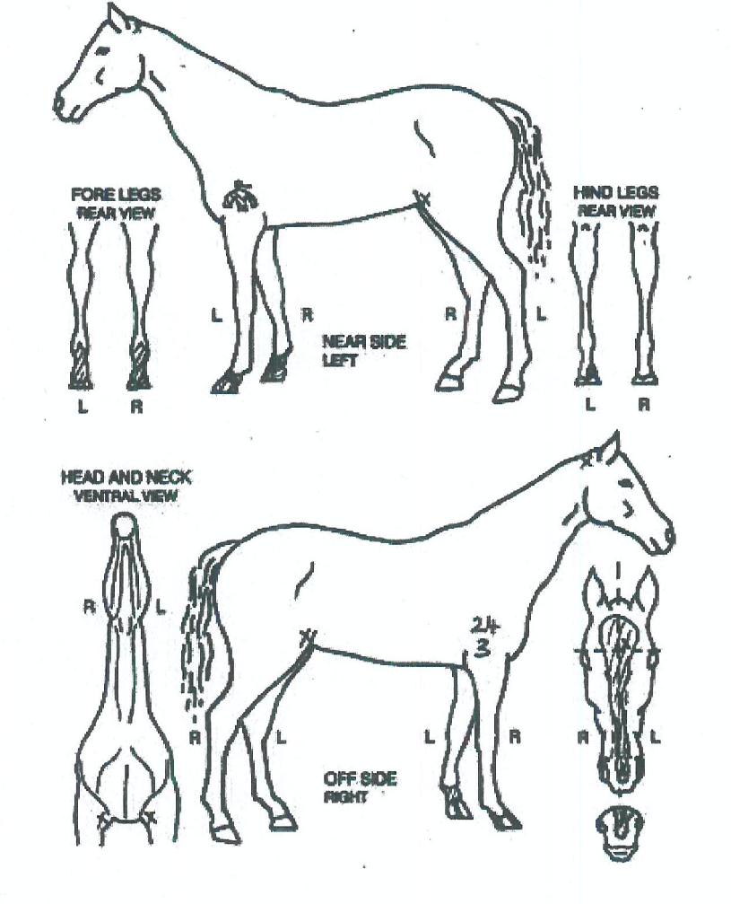 ·¹ÀüµåÅ·ÀÇ Ãø¸é,¿ì¸é,µÞ¸é,µÎ»ó,´Ù¸®ÀÇ Æ¯Â¡µµÇØ