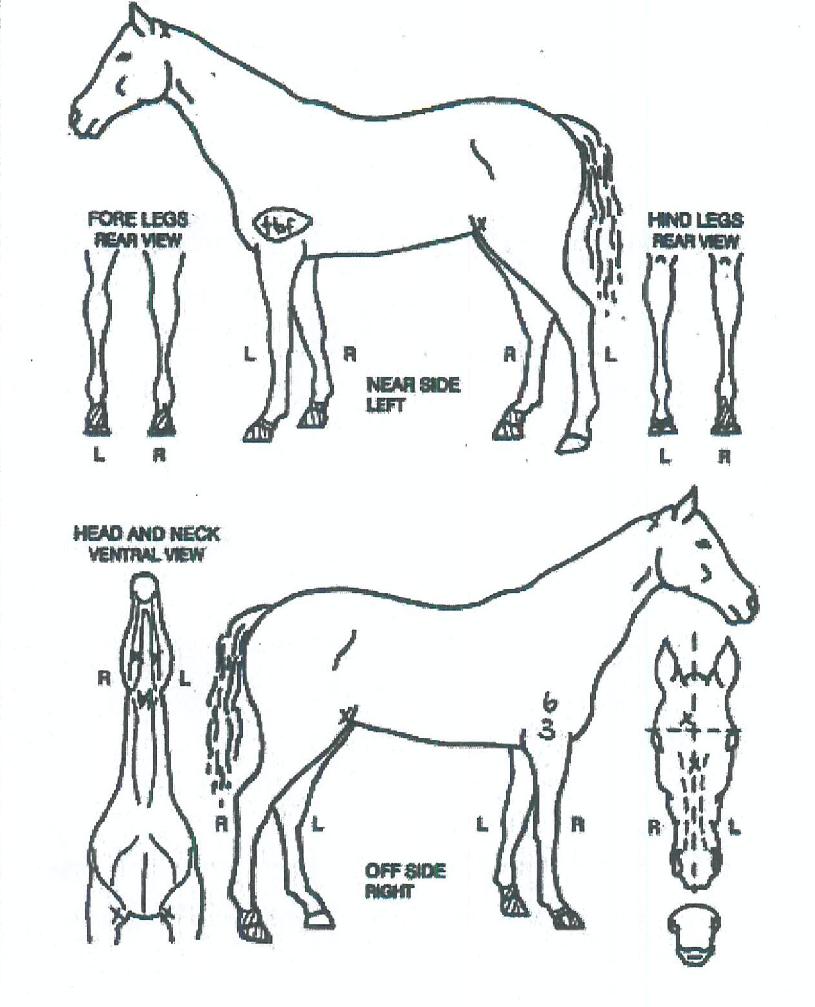 ½ºÅ¸½Ãµå´ÏÀÇ Ãø¸é,¿ì¸é,µÞ¸é,µÎ»ó,´Ù¸®ÀÇ Æ¯Â¡µµÇØ