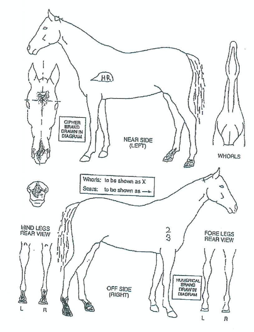 ŹéÀÌÀÇ Ãø¸é,¿ì¸é,µÞ¸é,µÎ»ó,´Ù¸®ÀÇ Æ¯Â¡µµÇØ