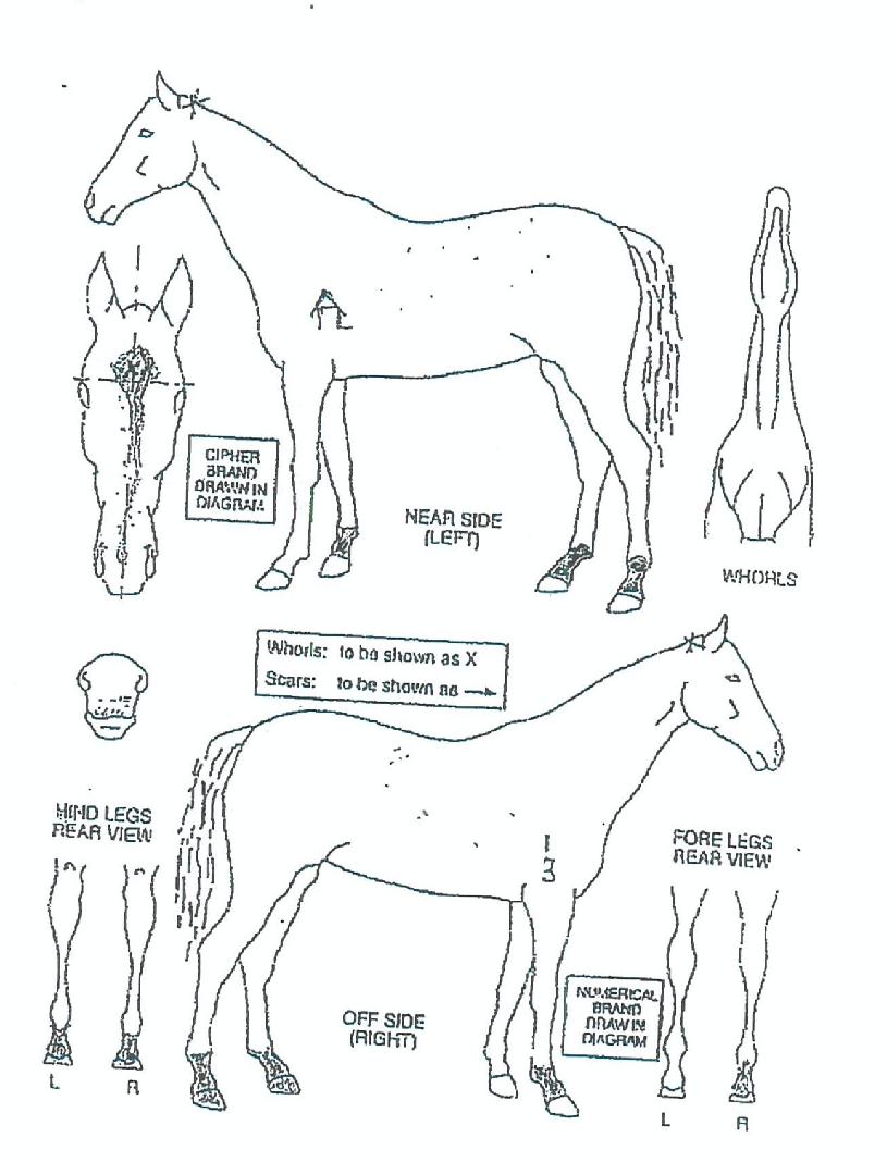 ÄÞÆäÆ¼ÀÇ Ãø¸é,¿ì¸é,µÞ¸é,µÎ»ó,´Ù¸®ÀÇ Æ¯Â¡µµÇØ