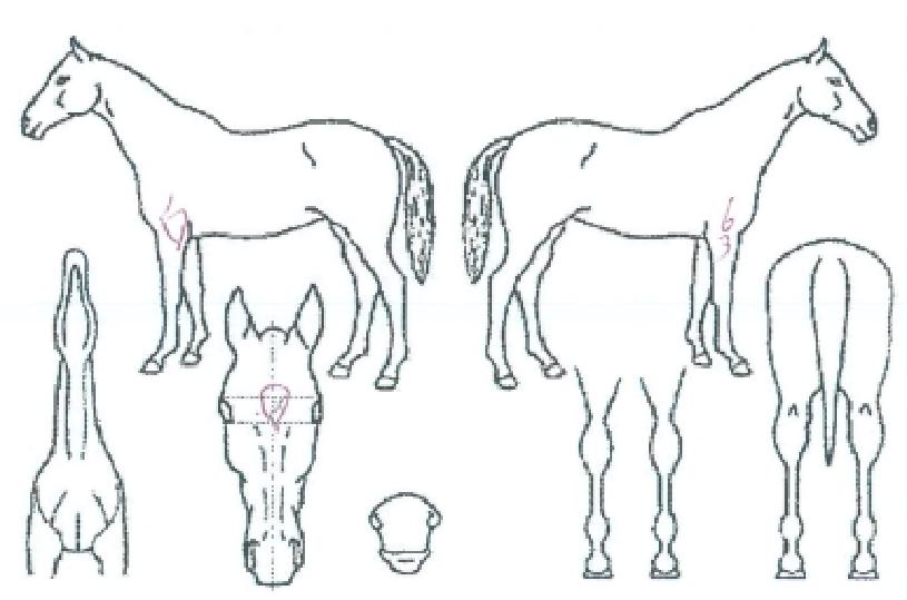 õÁöÃÖ°íÀÇ Ãø¸é,¿ì¸é,µÞ¸é,µÎ»ó,´Ù¸®ÀÇ Æ¯Â¡µµÇØ