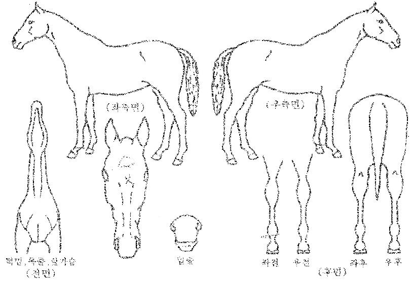 �뵿����� ����,���,�޸�,�λ�,�ٸ��� Ư¡����
