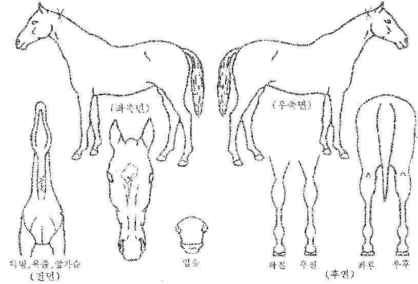 �ְ������� ����,���,�޸�,�λ�,�ٸ��� Ư¡����