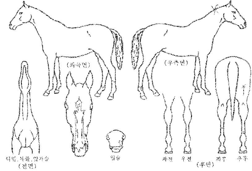 ÇѶó´ë·ÎÀÇ Ãø¸é,¿ì¸é,µÞ¸é,µÎ»ó,´Ù¸®ÀÇ Æ¯Â¡µµÇØ