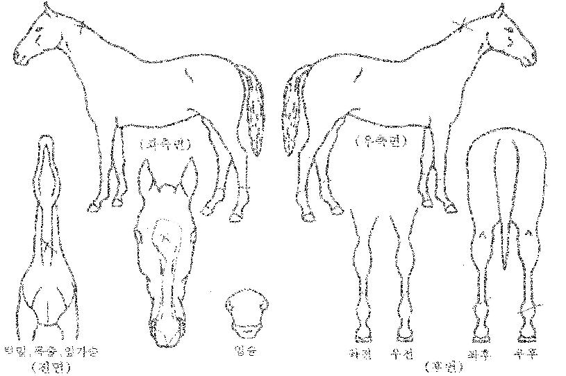 ��Ʈ�ն���Ʈ�� ����,���,�޸�,�λ�,�ٸ��� Ư¡����