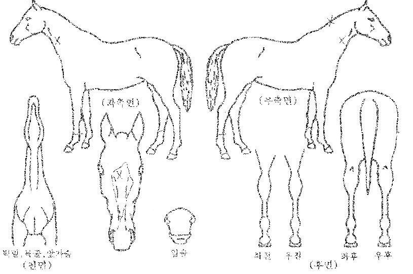 ⼺»ç¶ûÀÇ Ãø¸é,¿ì¸é,µÞ¸é,µÎ»ó,´Ù¸®ÀÇ Æ¯Â¡µµÇØ