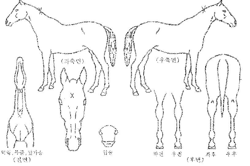 â���̱��� ����,���,�޸�,�λ�,�ٸ��� Ư¡����