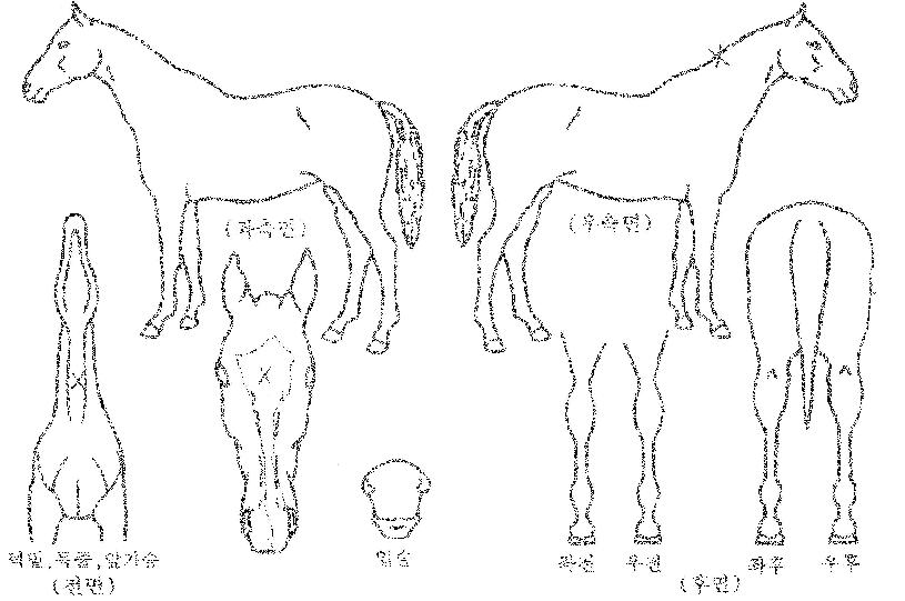 ⼺°ÀÚÀÇ Ãø¸é,¿ì¸é,µÞ¸é,µÎ»ó,´Ù¸®ÀÇ Æ¯Â¡µµÇØ