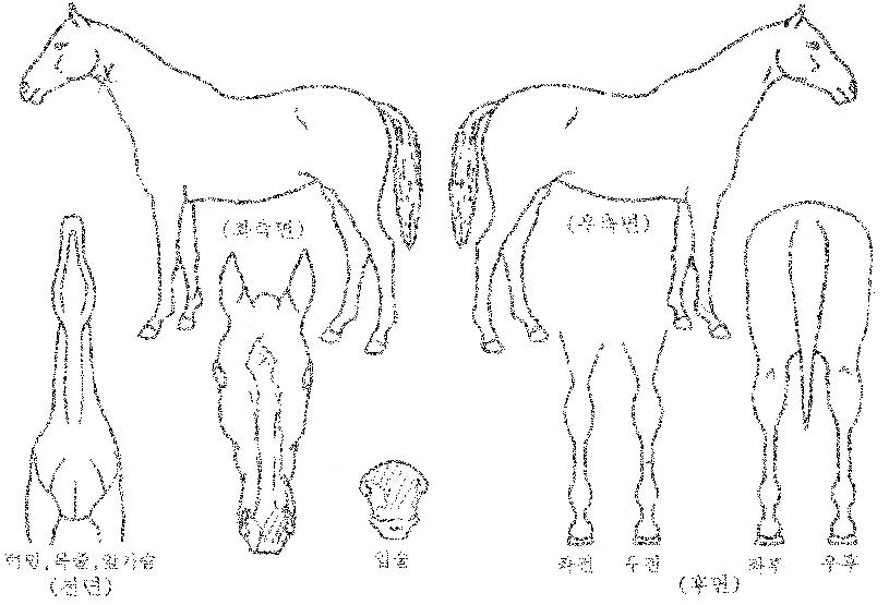 Æ®¸®ÇÃÇØÇÇÀÇ Ãø¸é,¿ì¸é,µÞ¸é,µÎ»ó,´Ù¸®ÀÇ Æ¯Â¡µµÇØ
