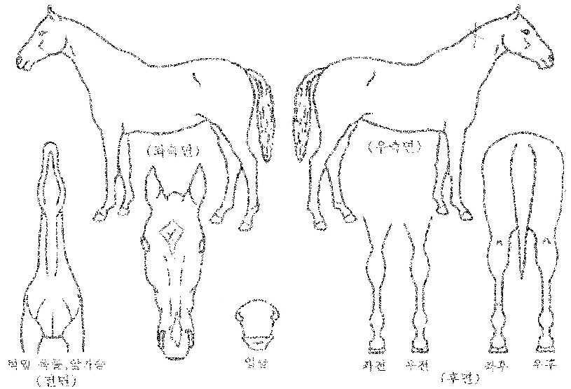 ŵ��Ĺ�ڸ��� ����,���,�޸�,�λ�,�ٸ��� Ư¡����