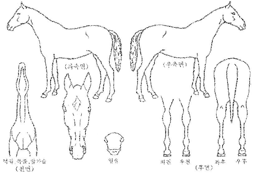 ��õ������� ����,���,�޸�,�λ�,�ٸ��� Ư¡����