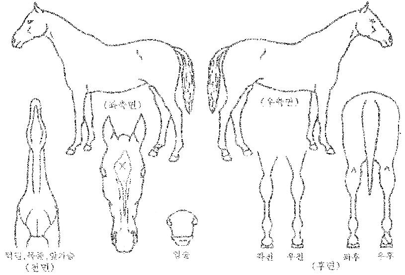 ���������� ����,���,�޸�,�λ�,�ٸ��� Ư¡����