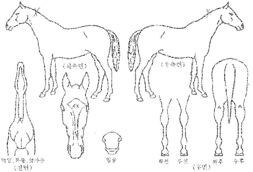 ��ǲ�� ����,���,�޸�,�λ�,�ٸ��� Ư¡����