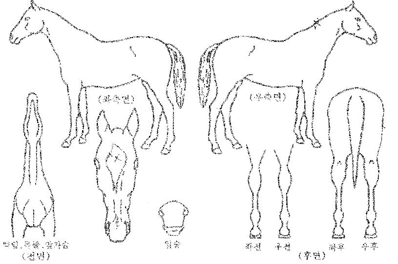 À̽ºÆ®À©µåÀÇ Ãø¸é,¿ì¸é,µÞ¸é,µÎ»ó,´Ù¸®ÀÇ Æ¯Â¡µµÇØ